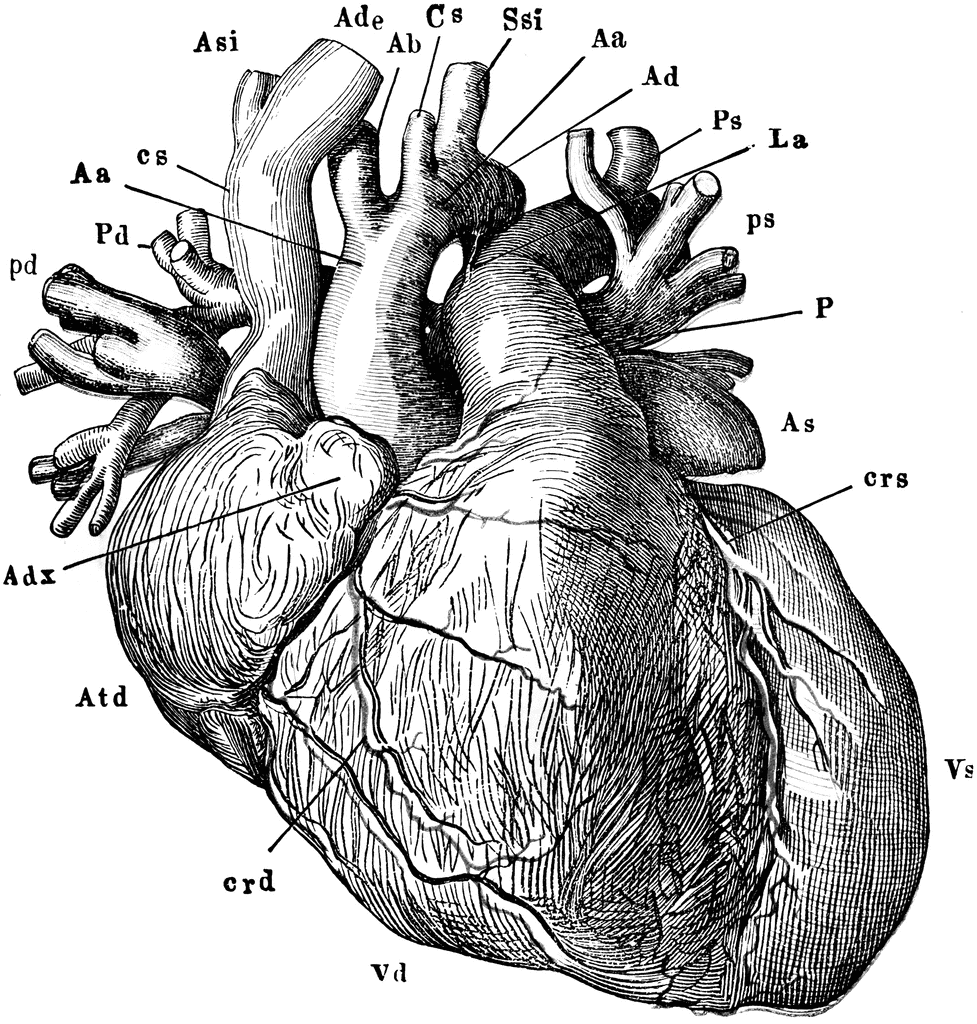 heart clipart
