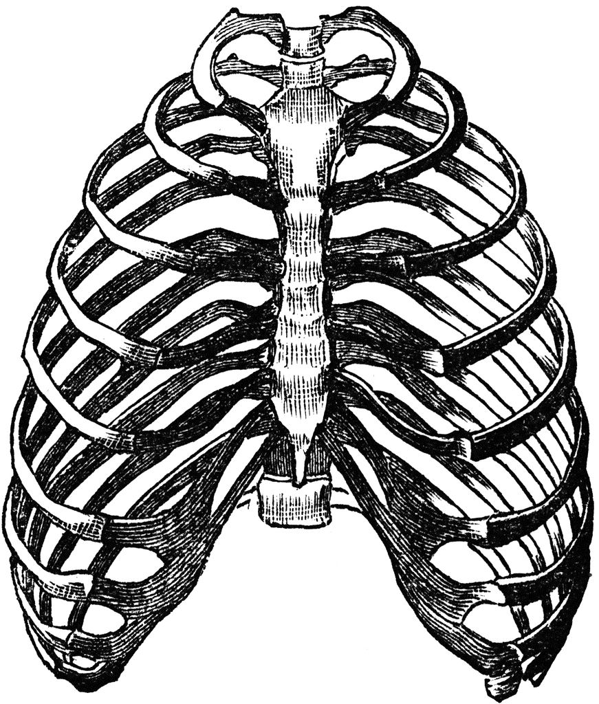 Chest | ClipArt ETC