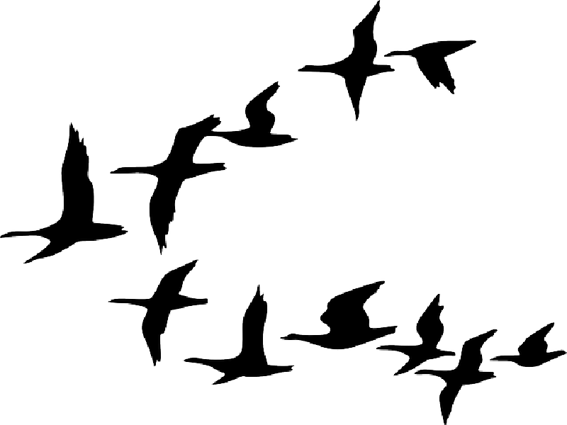 BLACK, OUTLINE, CANADA, DRAWING, SILHOUETTE, WHITE - Public Domain ...