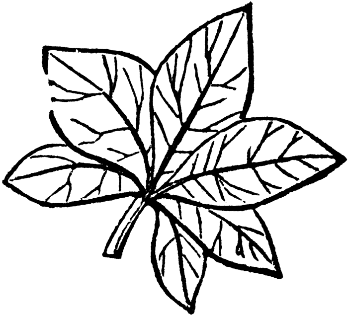 Leaf Clip Art Outline - Free Clipart Images