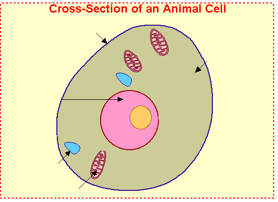 Animal Cell Pictures With Labels - animals-pics.com