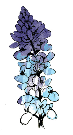 Texas Bluebonnet Drawn - ClipArt Best