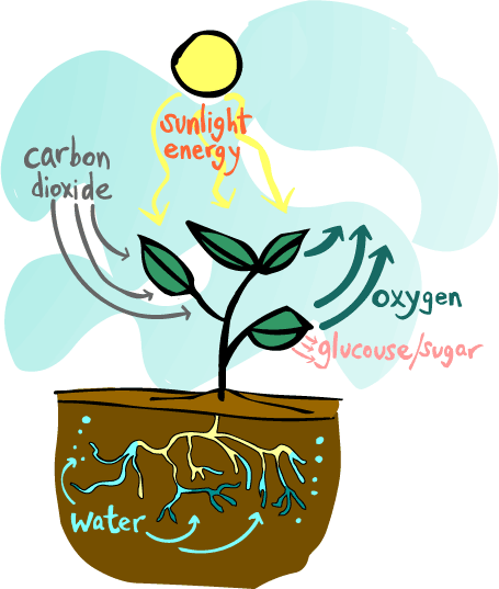 Photosynthesis Clipart - Tumundografico