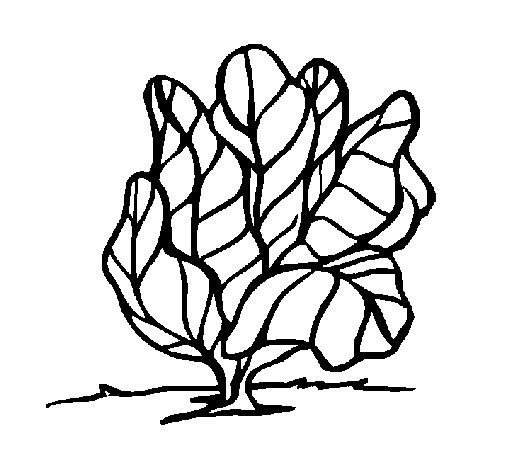 lettuce coloring page - Coloringcrew.com