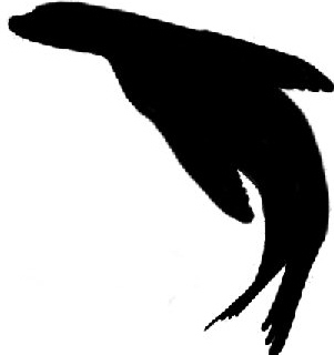Sea Lion Clipart
