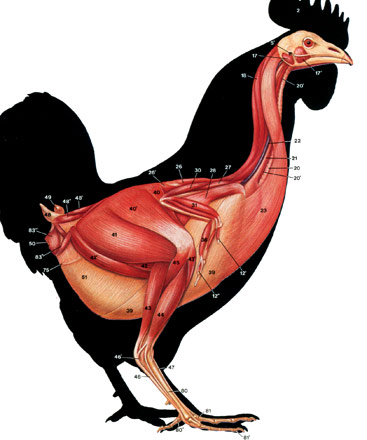 rooster superficial muscle drawing sketch image illustration ...