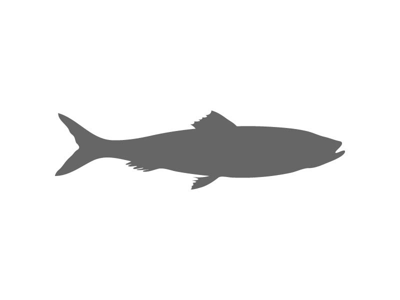Marine Stencil Shapes - Custom Ocean Stencils - Beach Stencils ...