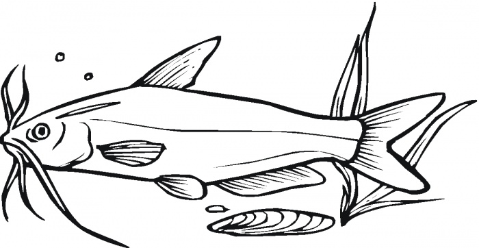Drawings Of Catfish | Free Download Clip Art | Free Clip Art | on ...