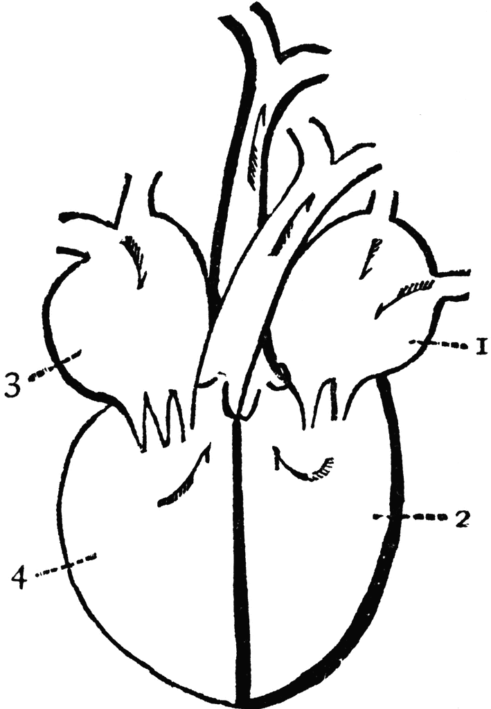 Heart diagram clipart