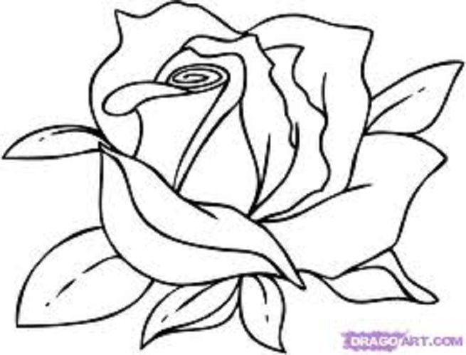 1000+ images about Flowers...Flowers..Everywhere!