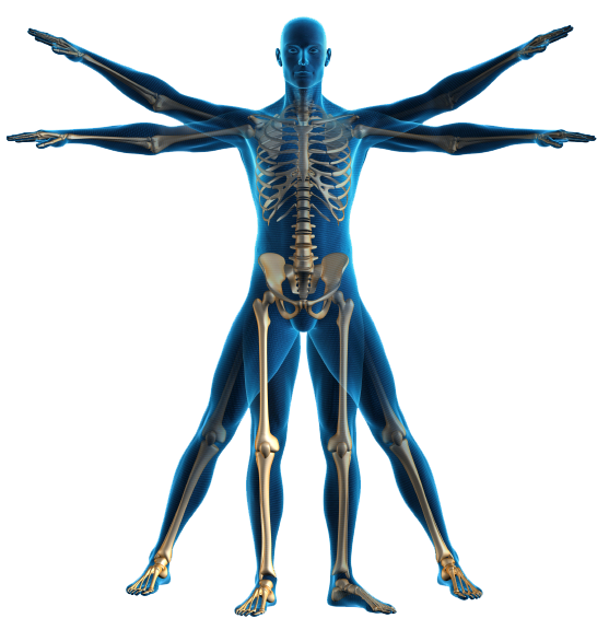 Human Body Outline Png - ClipArt Best