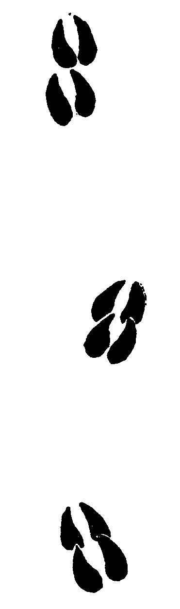 Animal Footprints Clipart