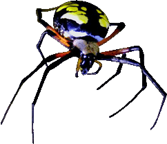 Free Insect Gifs - Insect Animations - Clipart