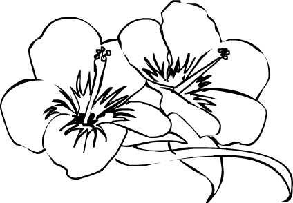 Drawings Of Hibiscus Flowers
