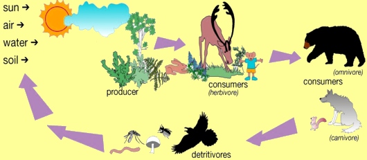 food-chain-i.jpg