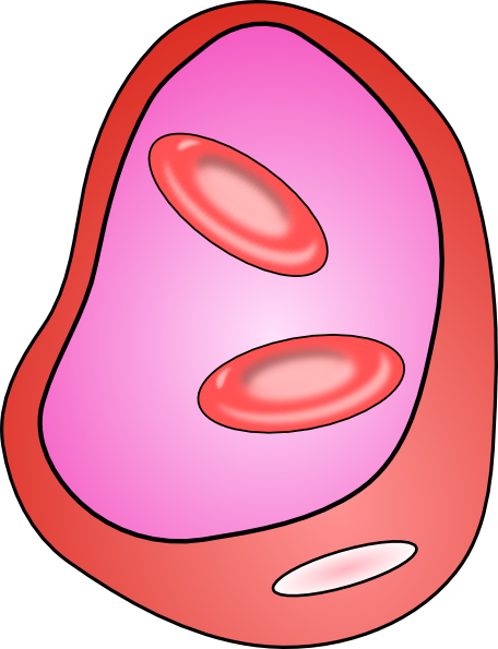 Animal Cell Diagram For Kids - ClipArt Best