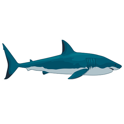 Great White Shark Clip Art, Vector Images & Illustrations - ClipArt ...