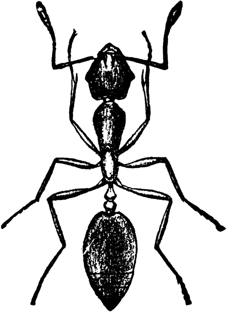 Pharaoh Ant | ClipArt ETC