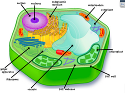 Eukaryotic Cell Without Labels - ClipArt Best