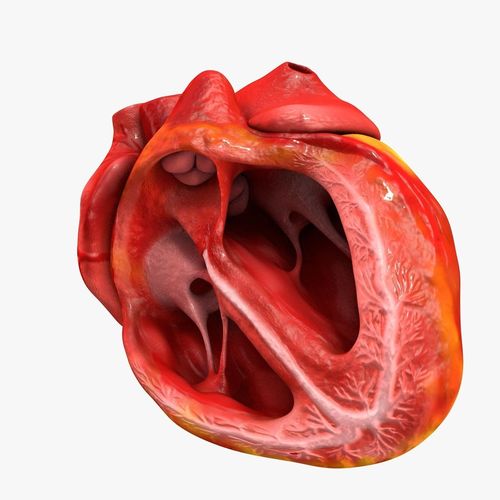 3D model Animated Realistic Human Heart - Medically Accurate VR ...