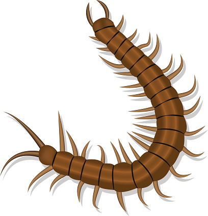 Giant Centipede Clip Art, Vector Images & Illustrations