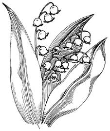 How to Draw Flowers : Drawing Tutorials & Drawing & How to Draw ...