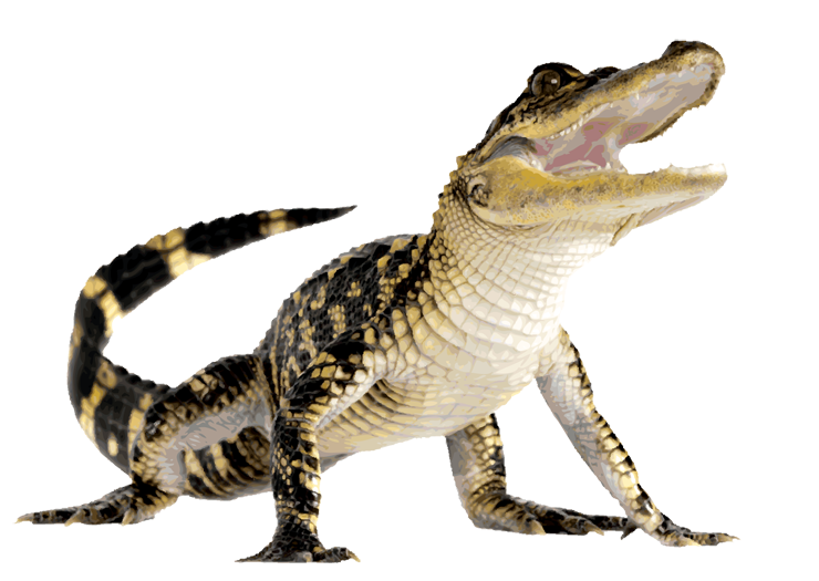 Komodo Dragon PNG Transparent Images | PNG All