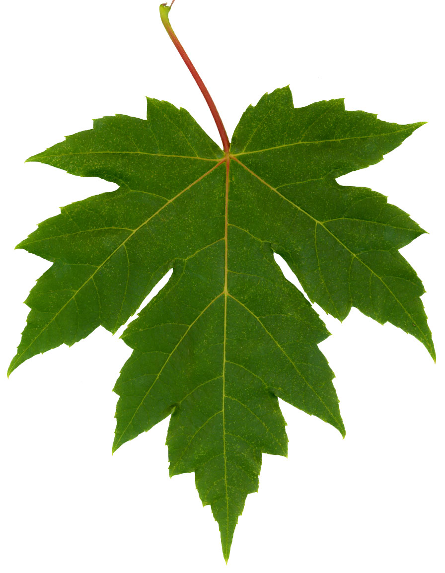 Maple Leaf Picture