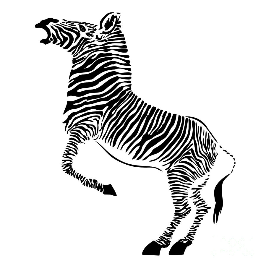 Zebra Canvas Print by Michal Boubin