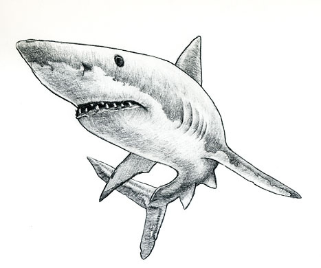 Shark Sketch - ClipArt Best