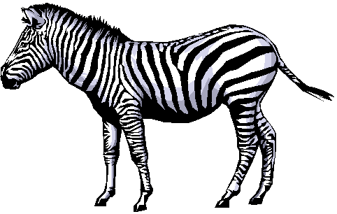 Cute Zebra Clipart - Free Clipart Images