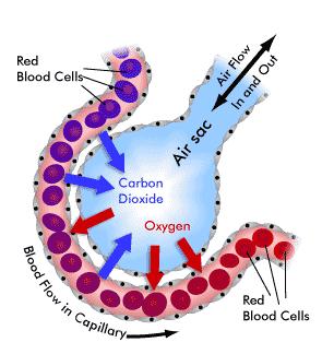 Diagram Of Alveoli & Factors Affecting Pulmonary Ventilation ...