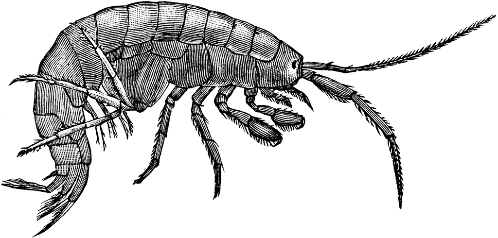 Free Shrimp Clipart Pictures - Clipartix