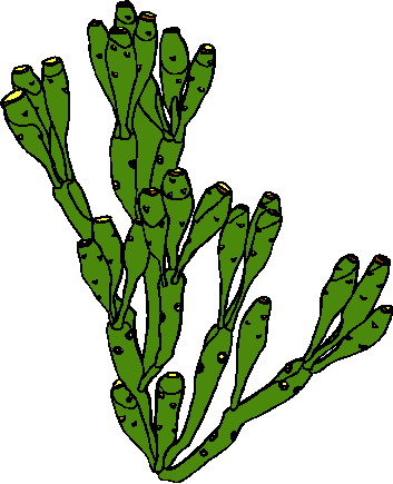 Fiesta cactus clipart clipart 2 - dbclipart.com
