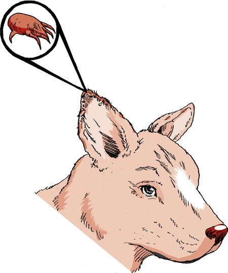 Disorders of the Outer Ear in Dogs: Ear Disorders of Dogs: The ...