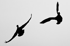 7003894421_ce7dd7005a_m.jpg