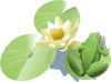 Leland Mcinnes Water Lily clip art - vector clip art online ...