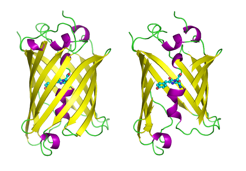 Green fluorescent protein
