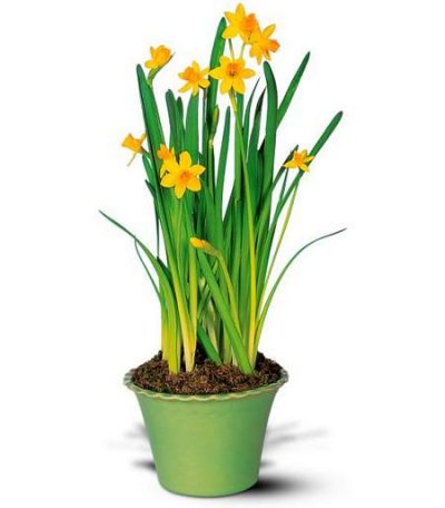 Narcissus Plant [tel-TF61-3] - $51.95 : Raleigh Florist, Making ...
