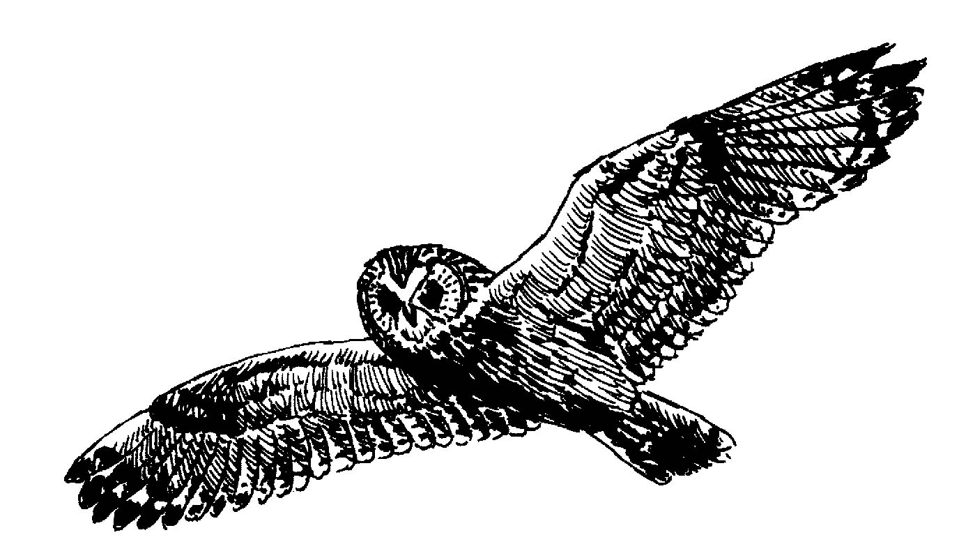 Audubon Chapter Resources