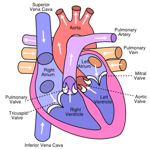Blank Diagram Of The Heart