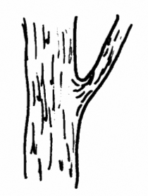 tree-branch.jpg