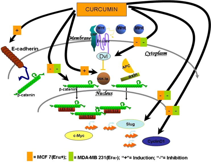 Potent growth suppressive activity of curcumin in human breast ...
