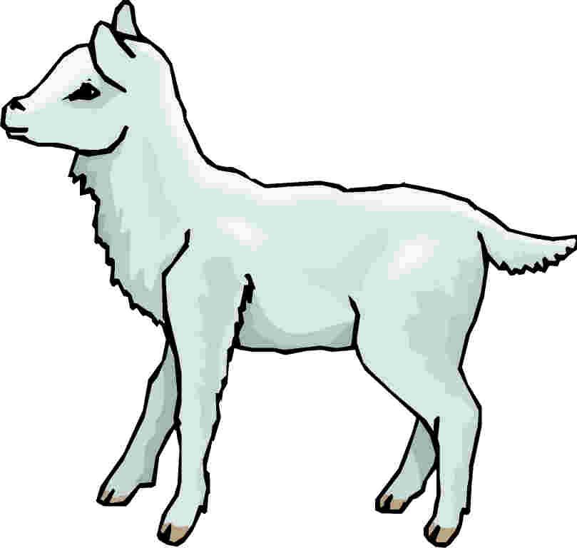 Sheep Clip Art