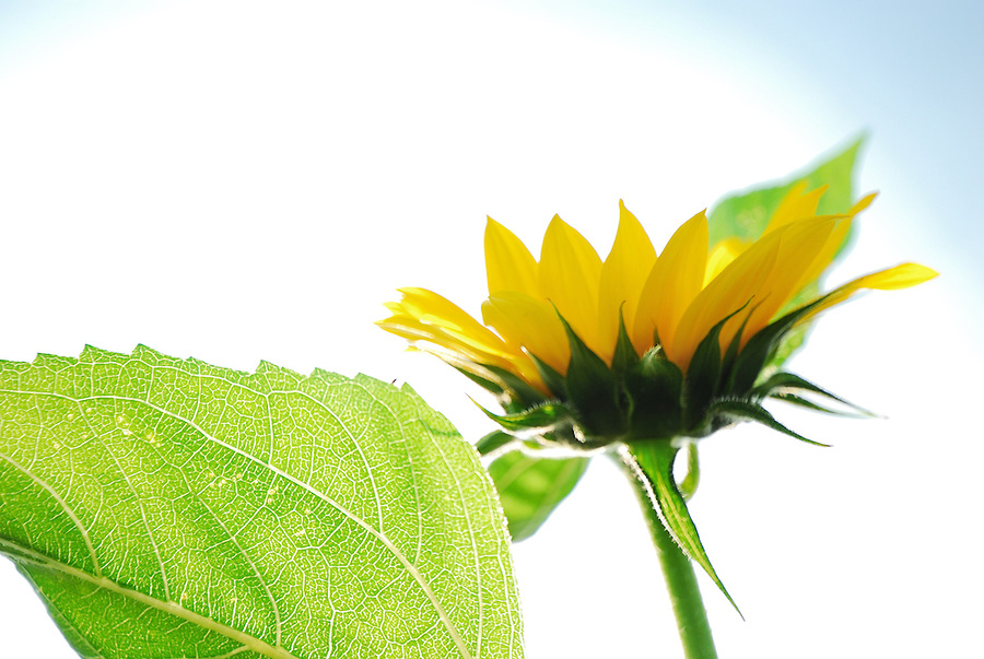 Macro view of sunflower with deep details of leaf and flower ...