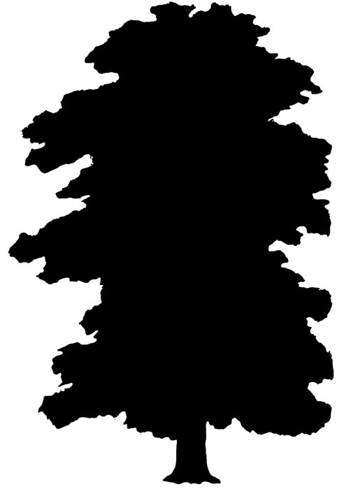 Elm Tree Silhouette