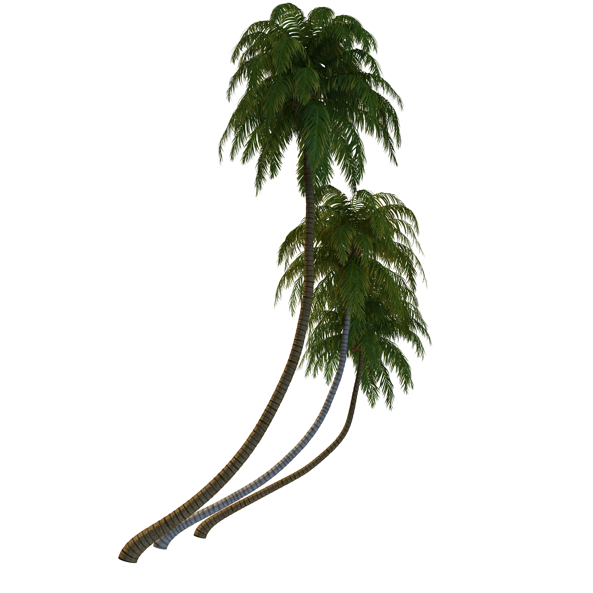 Coconut tree Models- Coconut tree 3d modelä¸¨3dxy.us