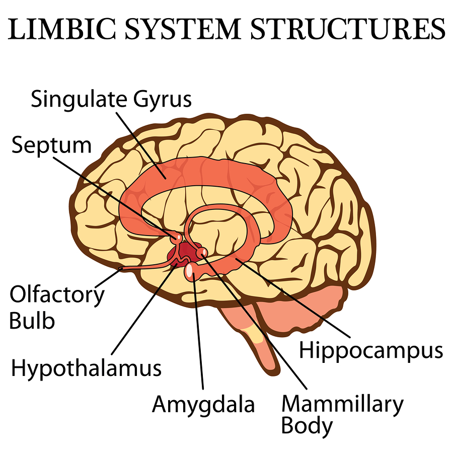 Music Stimulates Emotions Through Specific Brain Circuits