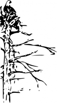 Bald Cypress Clip Art Download 50 clip arts (Page 1) - ClipartLogo.com