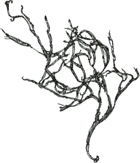 How To Draw Seaweed Clipart - Free to use Clip Art Resource